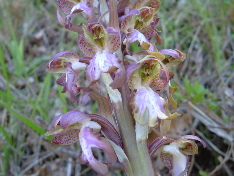 Barlia robertiana